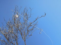 画像14: 彩葉[MS-022]若木の幹(天然素材)