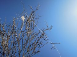 画像15: 彩葉[MS-022]若木の幹(天然素材)