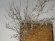 画像16: 彩葉[MS-022]若木の幹(天然素材) (16)