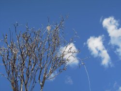 画像6: 彩葉[MS-022]若木の幹(天然素材)