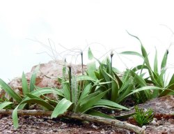 画像7: 彩葉[MS-023]彩葉4点盛り(天然素材)