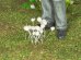 画像1: 彩葉[MS-007]白い小さな花セット(天然素材) (1)