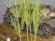 画像1: 彩葉[MS-009]穂の出た植物セット (1)