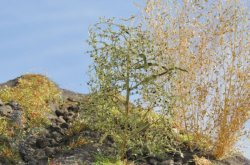 画像3: 彩葉[MS-024]葉付きの小枝(天然素材)