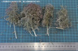 画像7: 彩葉[MS-024]葉付きの小枝(天然素材)