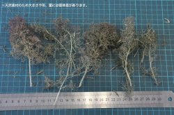 画像6: 彩葉[MS-024]葉付きの小枝(天然素材)