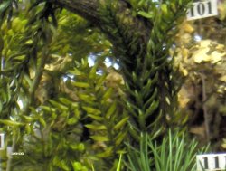 画像1: JOEFIX[JF110]ジャングルブッシュ II