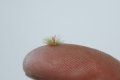 JOEFIX[JF176]明るい緑の草の束2mm