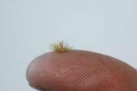 JOEFIX[JF176]明るい緑の草の束2mm