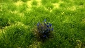 画像1: JOEFIX[JF187]青い花の草の束 (1)
