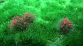 JOEFIX[JF188]赤い花の草の束
