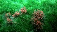 JOEFIX[JF189]オレンジの花の草の束
