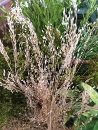 JOEFIX[JF191-5]ジオラマ素材 小さな茶色系の小枝3