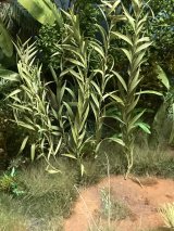 JOEFIX[JF109A]汎用 長い緑葉の植物