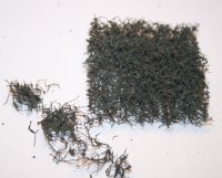 JOEFIX[JF902]ツタ系植物用小枝セット(スケールフリー)