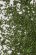 画像2: MBR[50-6001]パウダー系素材　白樺の葉（深緑） (2)