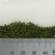 画像3: MBR[50-6001]パウダー系素材　白樺の葉（深緑） (3)