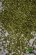 画像2: MBR[50-6002]パウダー系素材　白樺の葉（薄緑） (2)