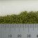 画像3: MBR[50-6002]パウダー系素材　白樺の葉（薄緑） (3)