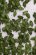 画像2: MBR[50-6005]パウダー系素材　オークの葉（緑） (2)