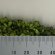 画像3: MBR[50-6005]パウダー系素材　オークの葉（緑） (3)