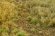 画像4: マルティン・ウエルベルク[WB-M010]マットタイプ(牧草地) 全高2mm~4.5mm 秋 パウダー付き 21cmx30cm (4)