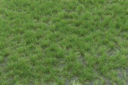 画像2: マルティン・ウエルベルク[WB-P402]草地 夏 全高4.5mm