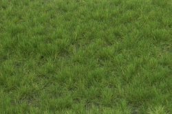 画像2: マルティン・ウエルベルク[WB-P602]草地 夏 全高6mm