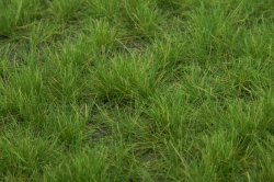 画像3: マルティン・ウエルベルク[WB-P602]草地 夏 全高6mm
