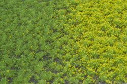画像2: マルティン・ウエルベルク[WB-PW201]草地(パウダー付き) 春 全高2mm