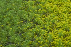 画像3: マルティン・ウエルベルク[WB-PW201]草地(パウダー付き) 春 全高2mm
