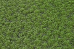 画像2: マルティン・ウエルベルク[WB-PW202]草地(パウダー付き) 夏 全高2mm