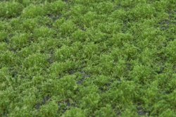 画像3: マルティン・ウエルベルク[WB-PW202]草地(パウダー付き) 夏 全高2mm
