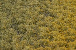 画像3: マルティン・ウエルベルク[WB-PW204]草地(パウダー付き) 初秋 全高2mm