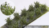 マルティン・ウエルベルク[WB-SAL]茂みA 株タイプ 全高20mm ラベンダー 10株