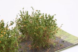 画像4: マルティン・ウエルベルク[WB-SAO]茂みA 株タイプ 全高20mm オレンジ 10株