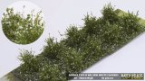 マルティン・ウエルベルク[WB-SAW]茂みA 株タイプ 全高20mm 10株