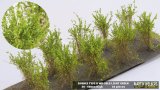 マルティン・ウエルベルク[WB-SBLG]茂みB 株タイプ 全高40mm ライトグリーン 10株