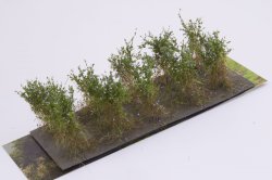 画像2: マルティン・ウエルベルク[WB-SBL]茂みB 株タイプ 全高40mm ラベンダー 10株