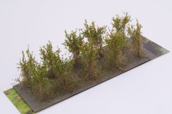 画像2: マルティン・ウエルベルク[WB-SBO]茂みB 株タイプ 全高40mm オレンジ 10株