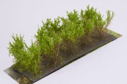 画像2: マルティン・ウエルベルク[WB-SCLG]茂みC 株タイプ 全高40mm ライトグリーン 10株