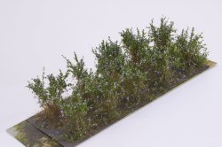 画像2: マルティン・ウエルベルク[WB-SCL]茂みC 株タイプ 全高40mm ラベンダー 10株