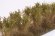 画像3: マルティン・ウエルベルク[WB-SCOL]茂みC 株タイプ 全高40mm オリーブグリーン 10株　 (3)