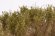 画像4: マルティン・ウエルベルク[WB-SCOL]茂みC 株タイプ 全高40mm オリーブグリーン 10株　 (4)