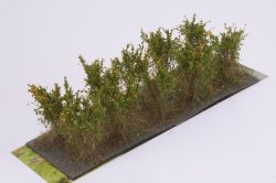 画像2: マルティン・ウエルベルク[WB-SCO]茂みC 株タイプ 全高40mm オレンジ 10株