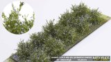 マルティン・ウエルベルク[WB-SDL]茂みD 株タイプ 全高20mm ラベンダー 10株