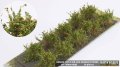 マルティン・ウエルベルク[WB-SDO]茂みD 株タイプ 全高20mm オレンジ 10株