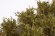 画像4: マルティン・ウエルベルク[WB-SDOL]茂みD 株タイプ 全高20mm オリーブグリーン 10株 (4)