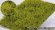 画像1: マルティン・ウエルベルク[WB-SELG]茂みE 草むらタイプ 全高20mm ライトグリーン (1)