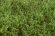 画像4: マルティン・ウエルベルク[WB-SESG]茂みE 草むらタイプ 全高20mm スプリンググリーン (4)